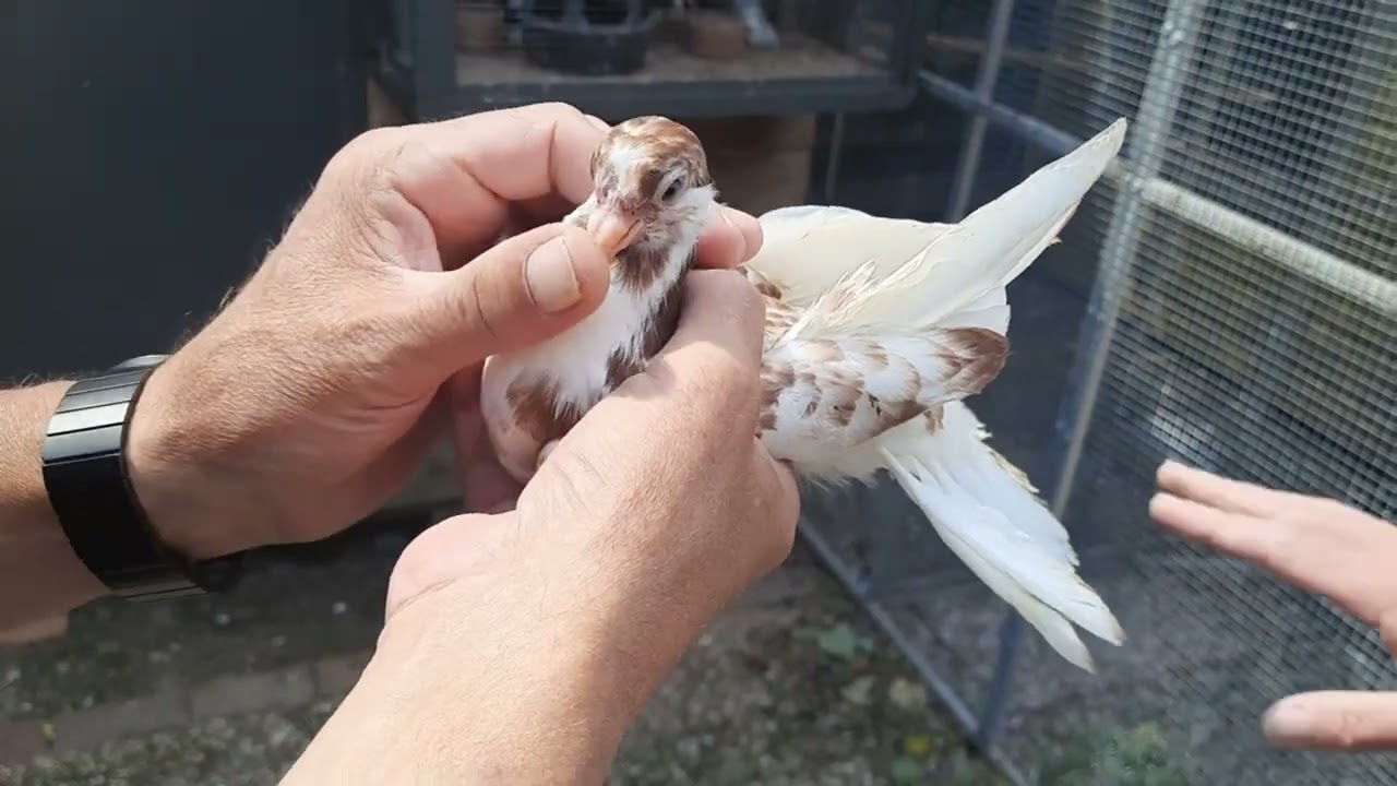 Porady hodowlane, obserwacja lotu gołębi wysokolotnych - hodowla w Holandii odc. 2/5