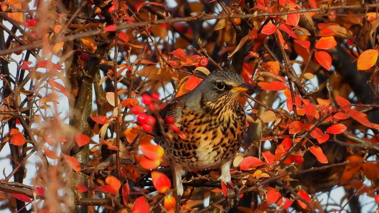 Fieldfare,Gråtrost,Kramsvogel,Рябинник,Grive litorne,Wacholderdrossel,Zorzal real,Cesèna,ノハラツグミ