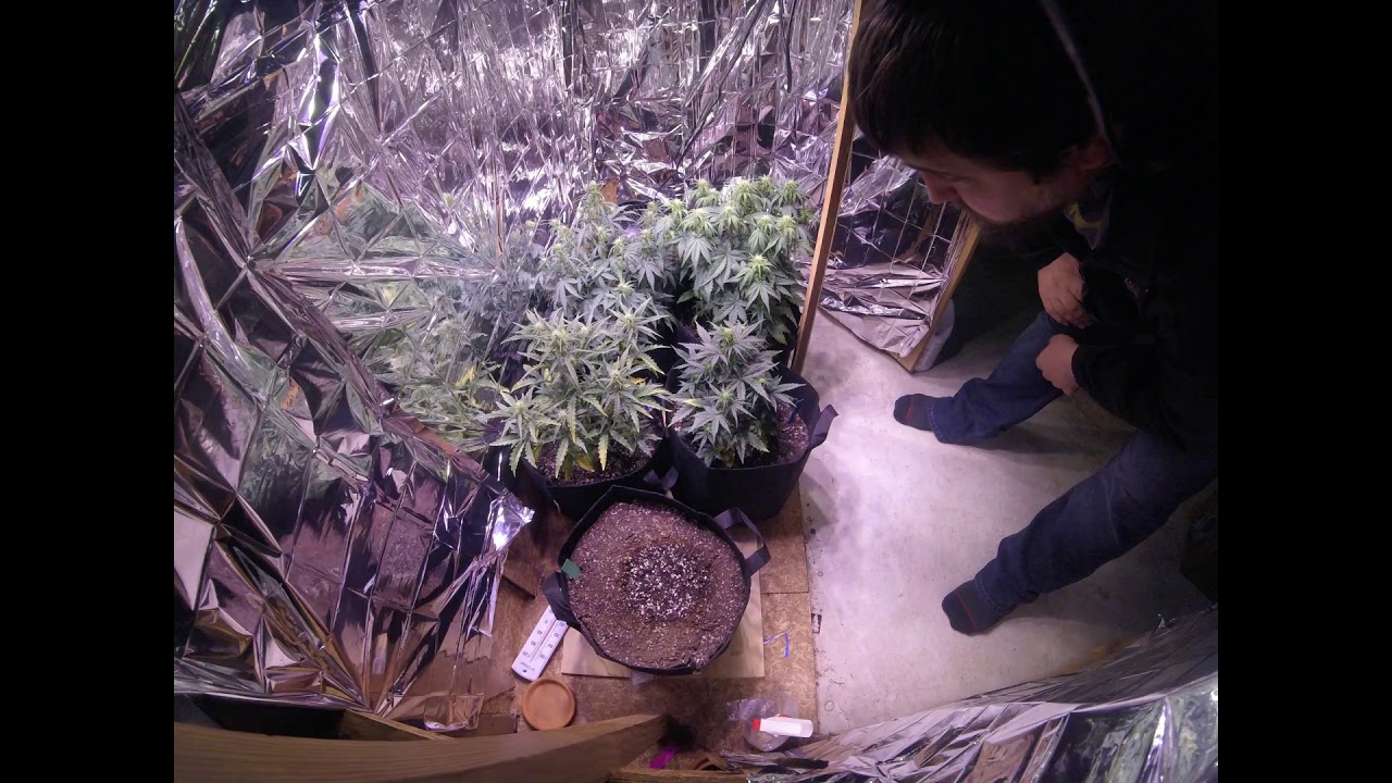 Day 26 - 31 Auto Flowering Timelapse