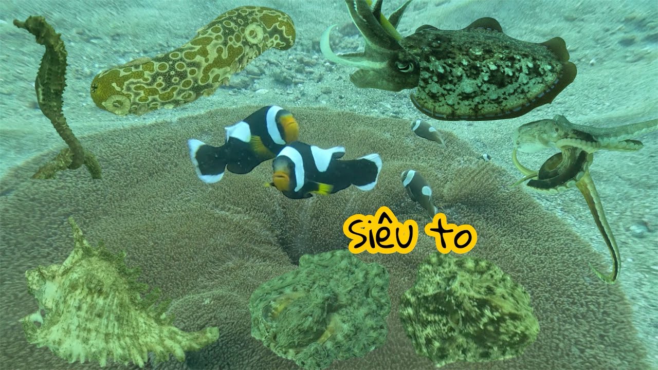 Chạy lên khu vực này,gặp được ổ bạch tuộc siêu to,bắt mỏi tay,bôi thu tiền triệu
