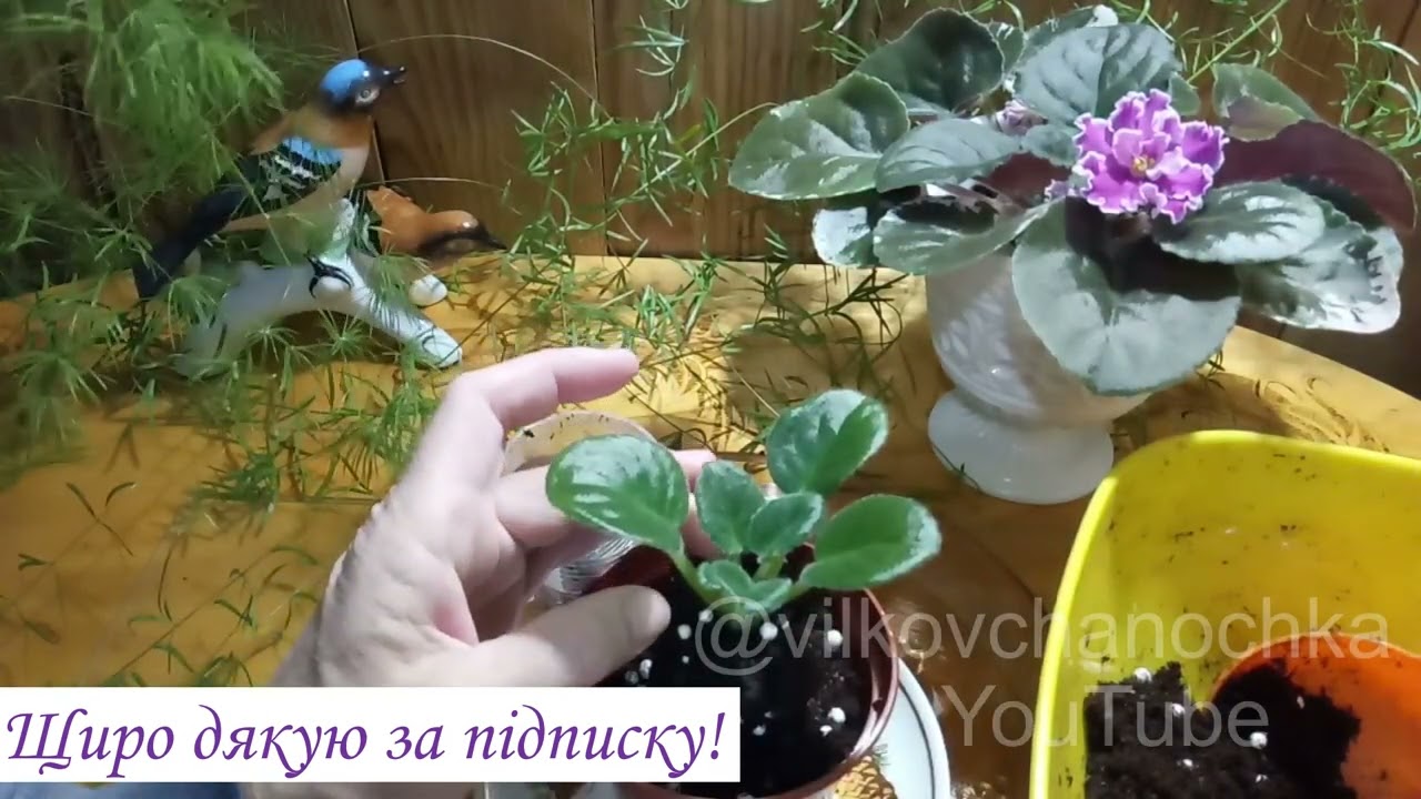 #Перевалка# Діточки# Фіалки ...#фіалки#перевалкадіточокфіалок