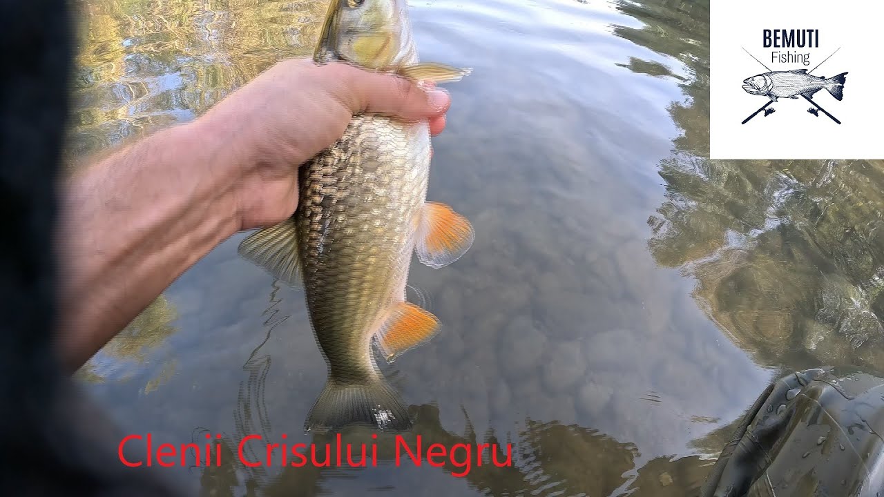 🐝🐝Pescuit la clean pe Crișul Negru - pești frumoși și roșii delicioase🐝🐝
