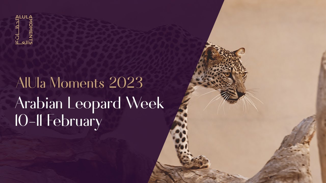 Arabian Leopard Week at Ashar Valley