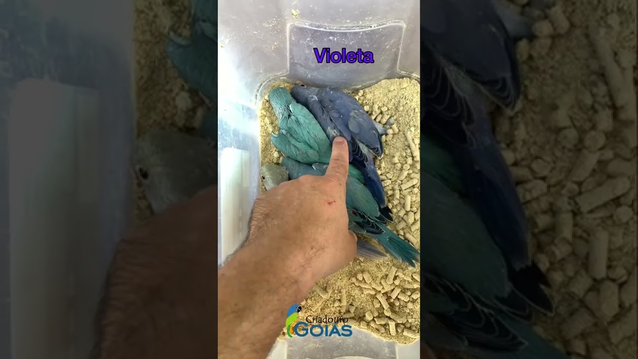 Ring Neck - Diferença entre as mutações AZUL X VIOLETA X COBALTO