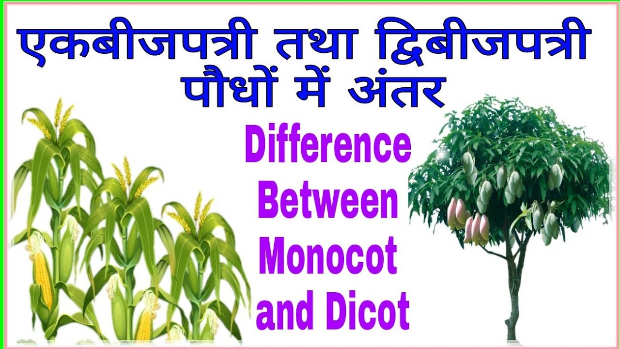 एकबीजपत्री तथा द्विबीजपत्री पौधों में अंतर | Difference between Monocotyledonous and Dicotyledonous