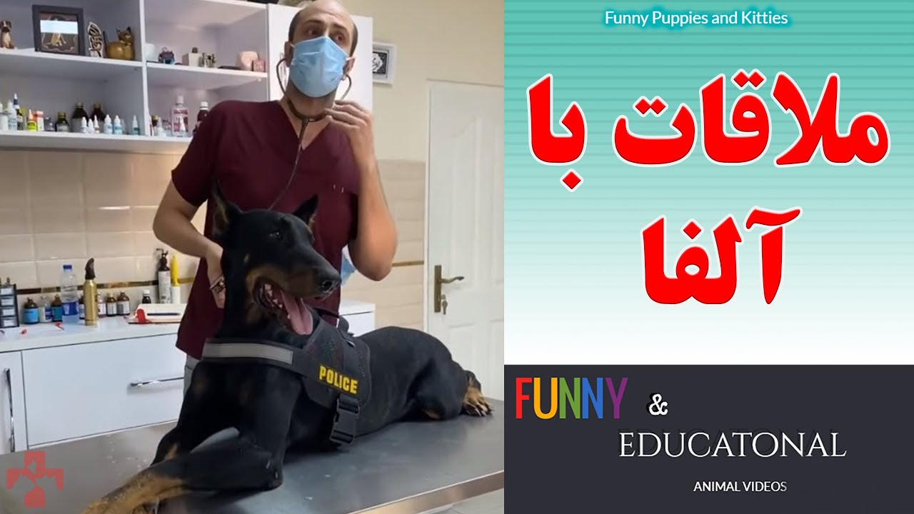 ملاقات با الفا