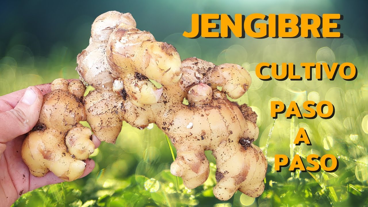 Cómo cultivar JENGIBRE correctamente en casa//cultivo completo paso a paso.