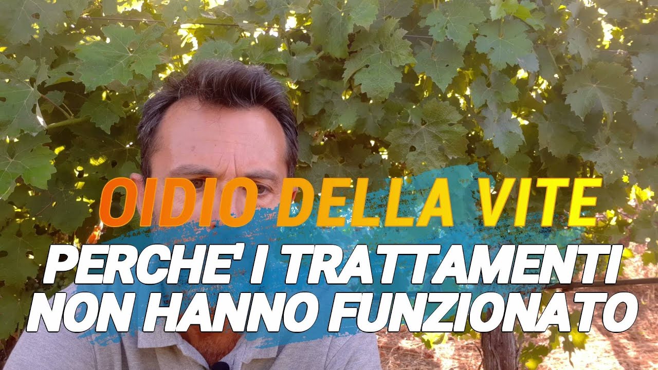 OIDIO NEL VIGNETO: Perchè i trattamenti non hanno funzionato?