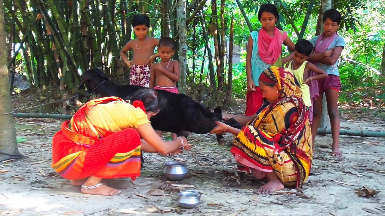 goat milking । village girl goat milking  । village style milking