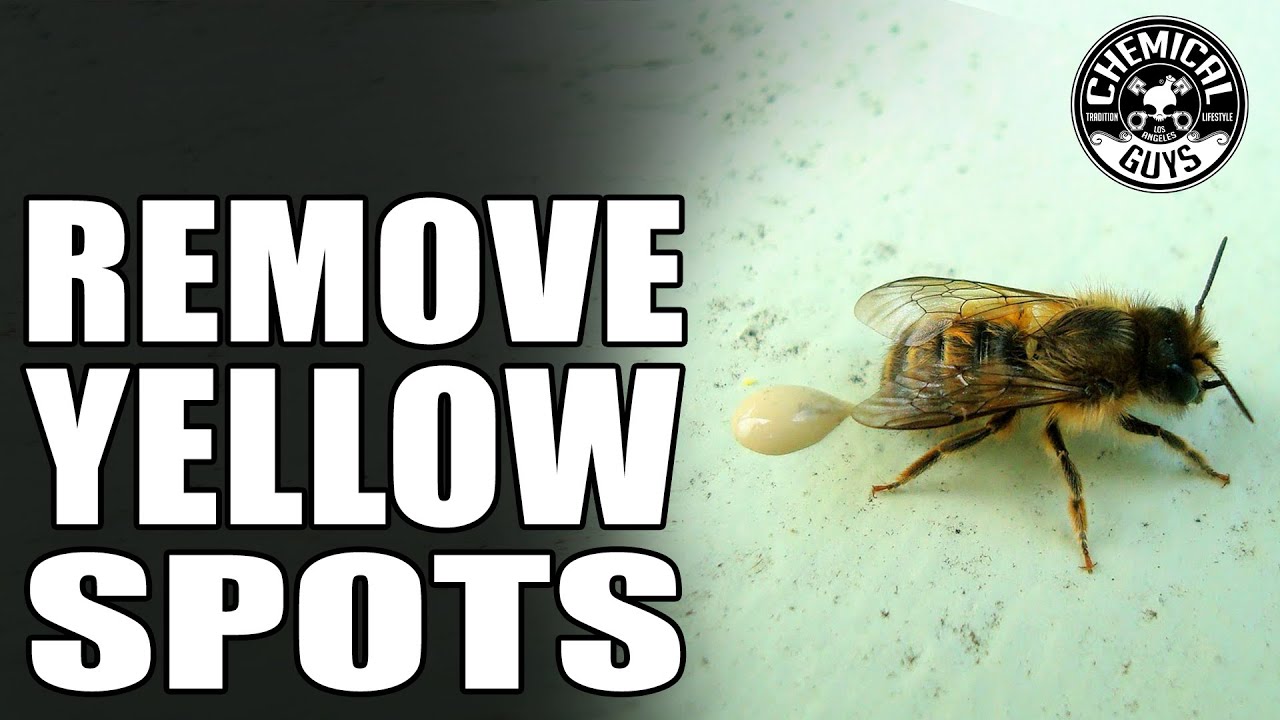 What Are Those Yellow Spots On My Car? It's Bee Poop! - Chemical Guys Car Wash