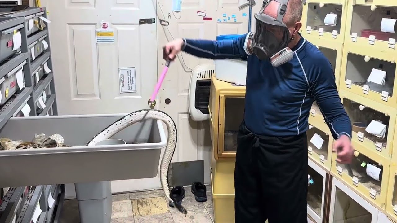Indochinese Spitting Cobras - Venom Extraction