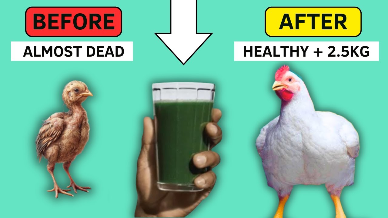 The Natural Powder That Turns Weak Broilers Into GIANTS! (Moringa Leaf Powder)