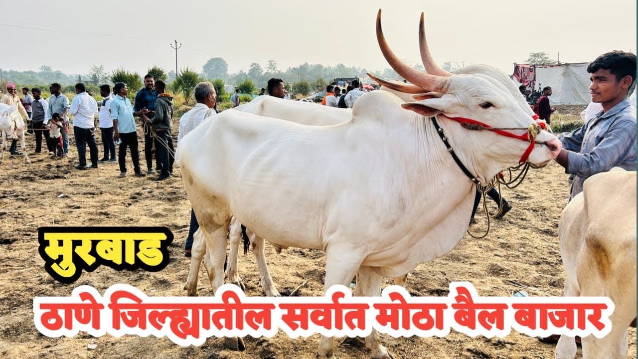 ठाणे जिल्ह्यातील सर्वात मोठा बैल बाजार-म्हसा यात्रा 2025 | बैल बाजार | Mhasa Yatra 2025