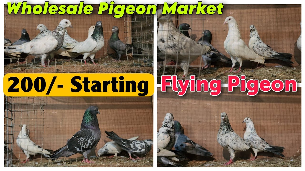 200/- Starting Flying Pigeon In Mumbra | Wholesale Pigeon Market | Saste Udhne Wale Kabootar