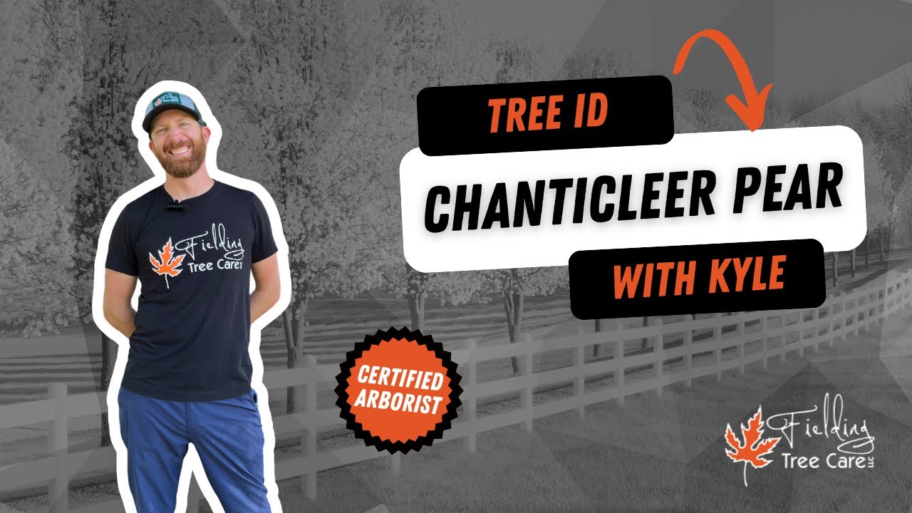 How to Identify a Chanticleer Pear Tree - Fielding Tree Care Expert Guide