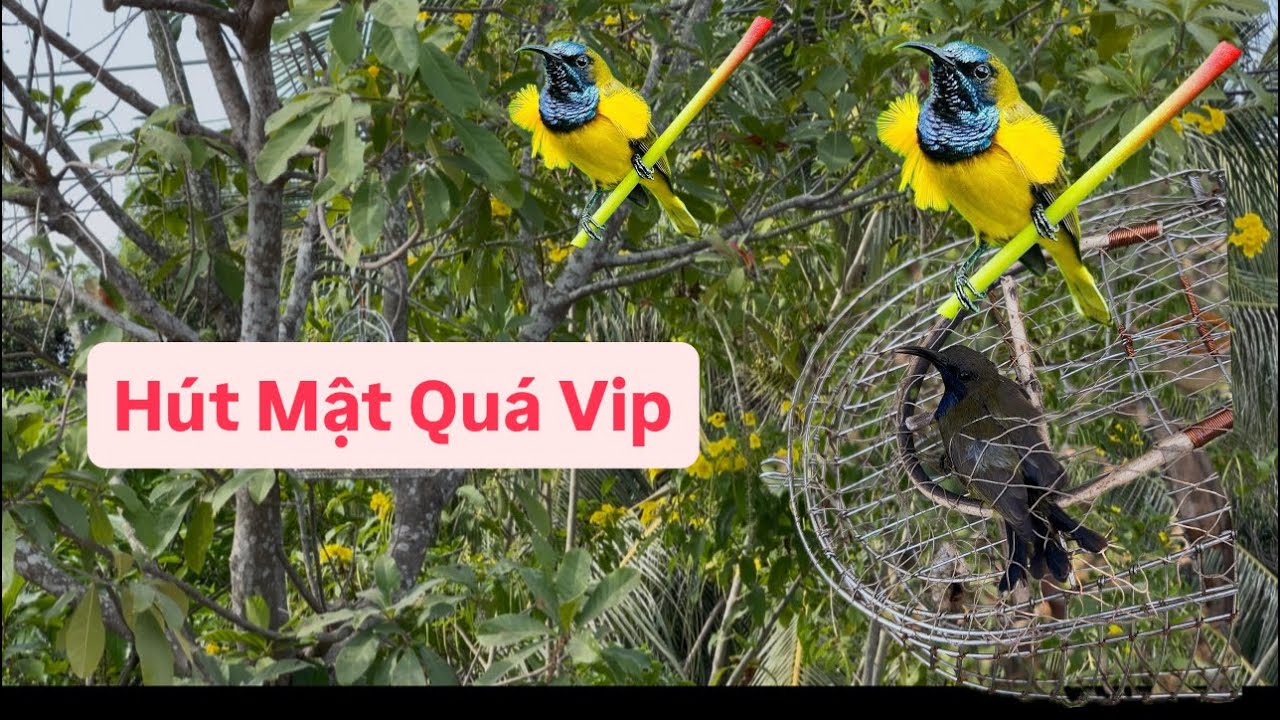 Hành Trình Bẫy Hút Mật Gặp Toàn Chim Vip  Hút Mật 5 Màu 