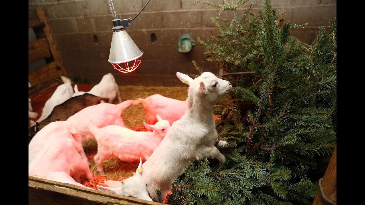 VID&Eacute;O. Du sapin de No&euml;l comme repas de f&ecirc;te &agrave; Onzain