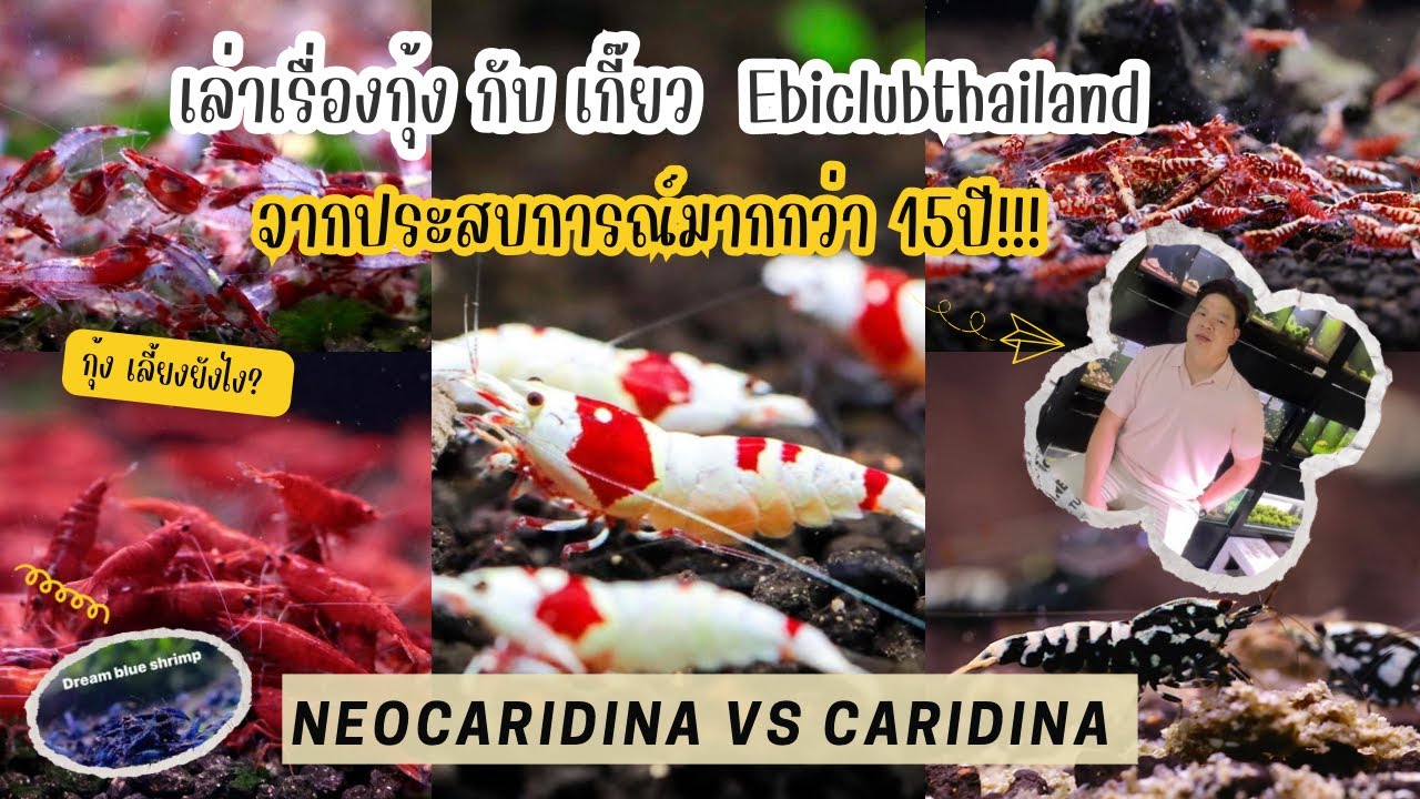 Redbee  shrimp & Neocaridina กุ้งเรดบี กุ้งสี มีกี่แบบ เลี้ยงยากไหม เลี้ยงยังไงให้รอด