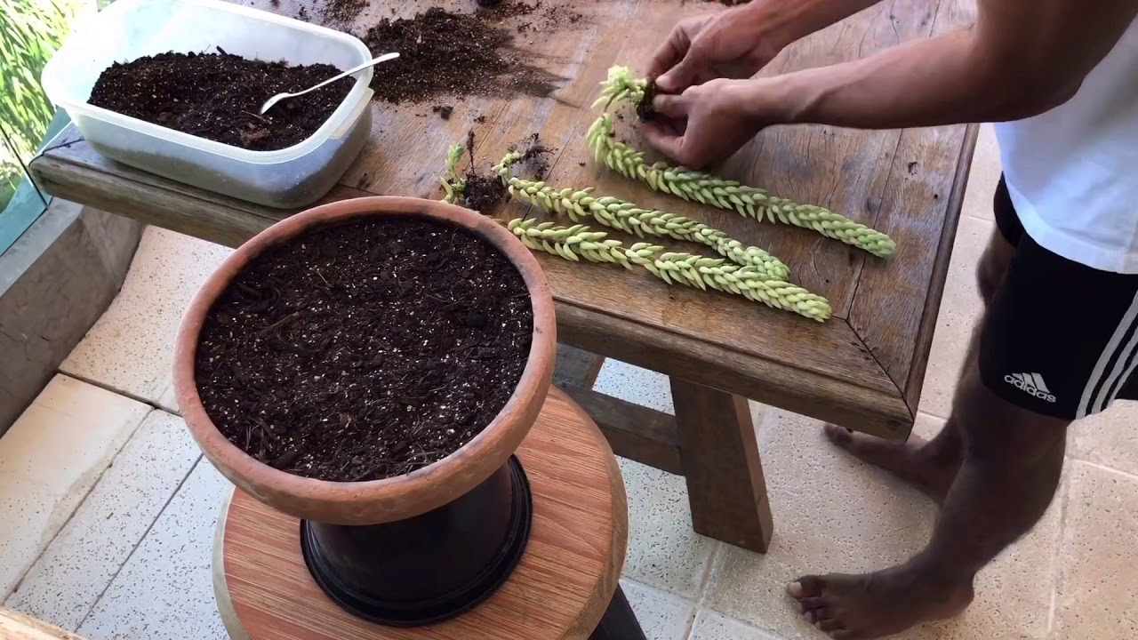 Replantando meu Sedum Morganianum (Rabo-de-Burro)