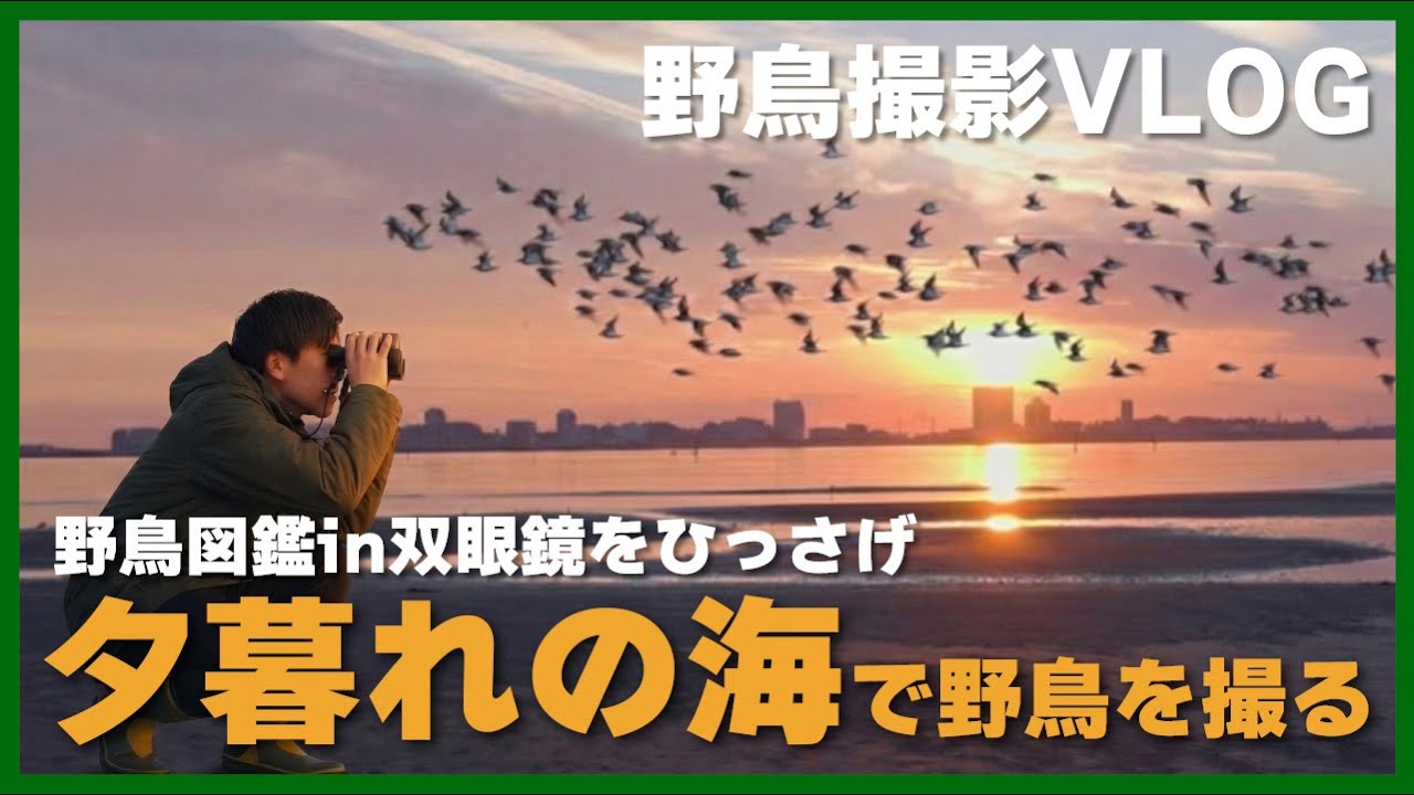 【干潟の野鳥】夕日に照らされるシギチが美しいVlog、最新のAI双眼鏡がすごすぎる『MatataXplore Solvia ED 8×32』【双眼鏡×野鳥図鑑】 shot on SONY α7Ⅴ