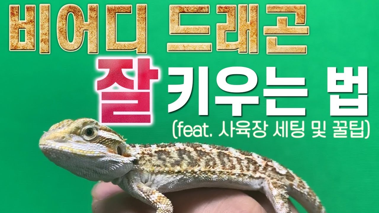 비어디 드래곤 키우기! 사육장 세팅, 먹이 등 모든 것을 알아보자!