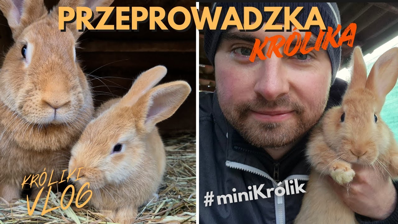 Przeprowadzka królika cz.1