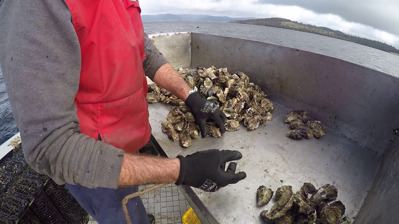Bruny island oyster