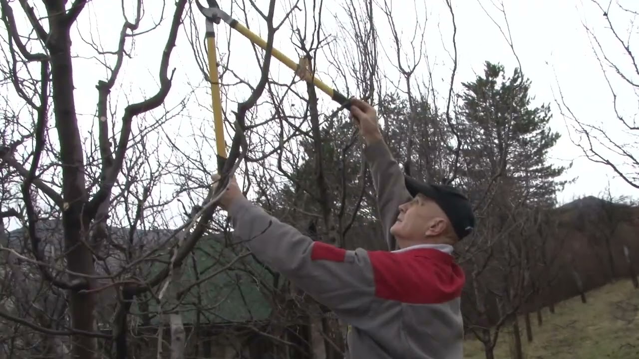 Proljetna priprema voćnjaka