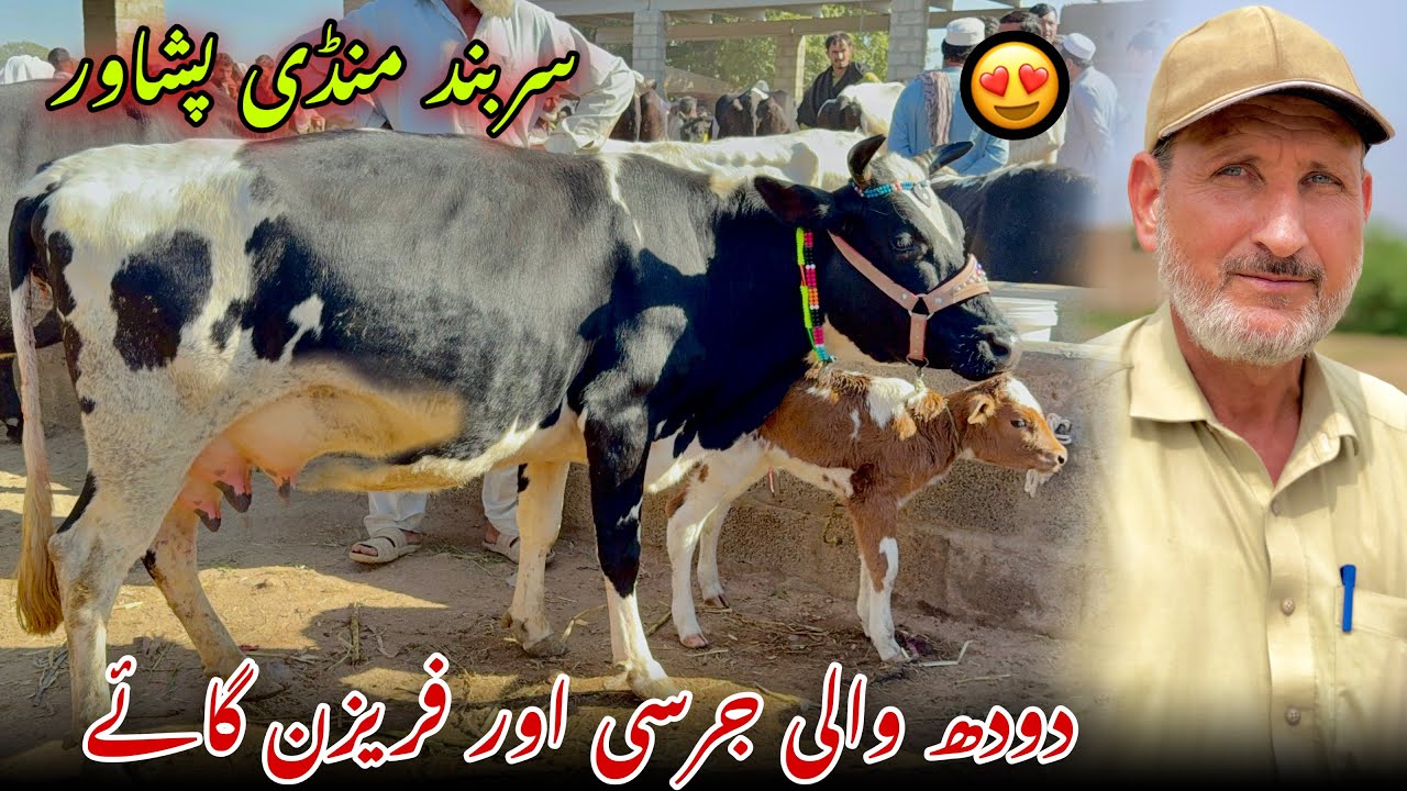 Dairy Milk Cow Sarband Mandi Peshawar New Updates 2025 | Jersey Cow Price | Khyber Social Tv