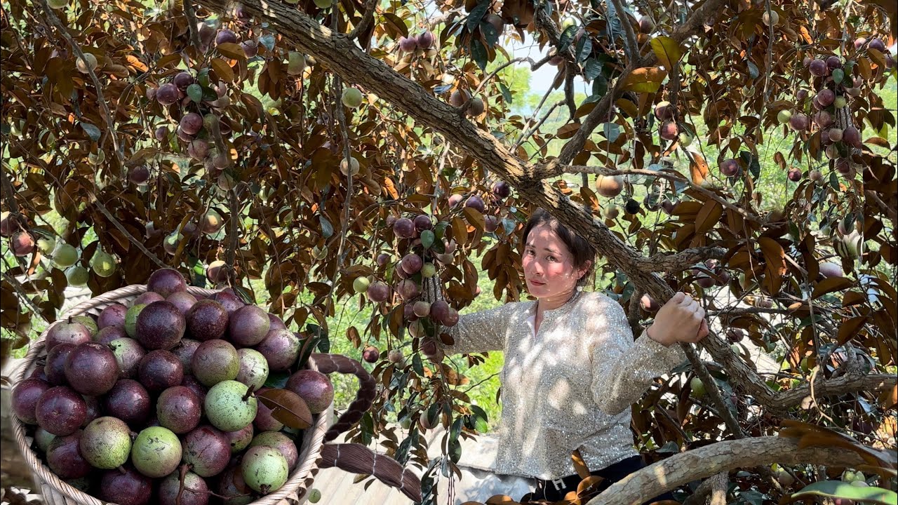 Harvesting Star apple, Cucumber to the market sell, Vàng Hoa, king kong amazon