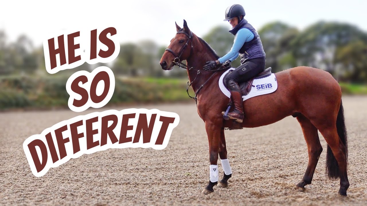Solo Schooling NEW HORSE | Adapting my Riding