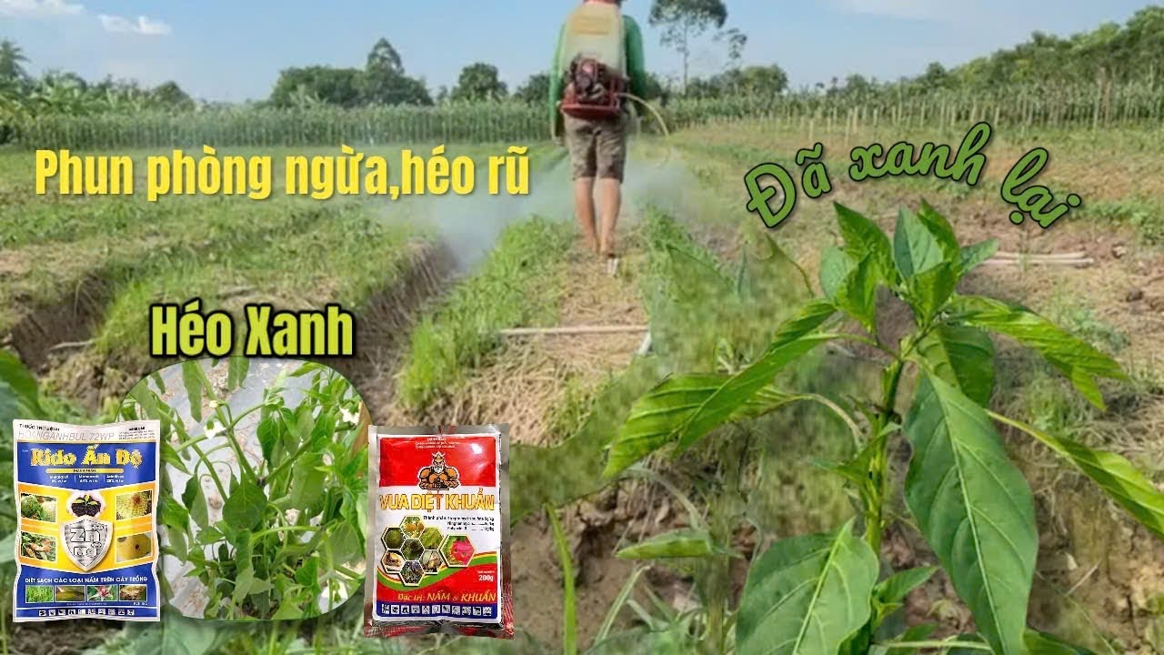 Cách Phòng Ngừa .Thán Thư ,Héo Xanh ,Ch.ết Nhanh ,thối Thân Phun Ngay những Dòng Đặc Trị Cho Cây Ớt 