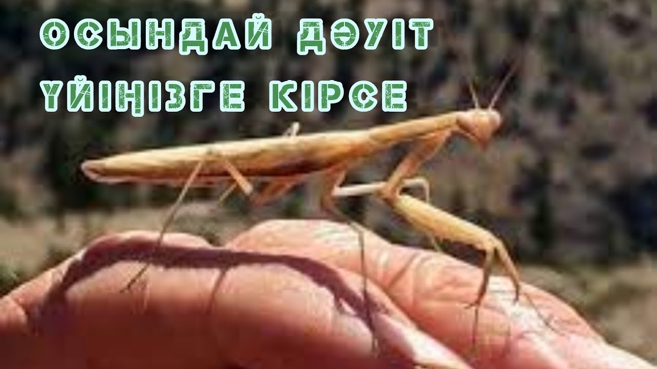 Дәуітті неге өлтіруге болмайды. Әсерлі әңгіме #аңызәңгімелер #аудиокітап #дәуіт