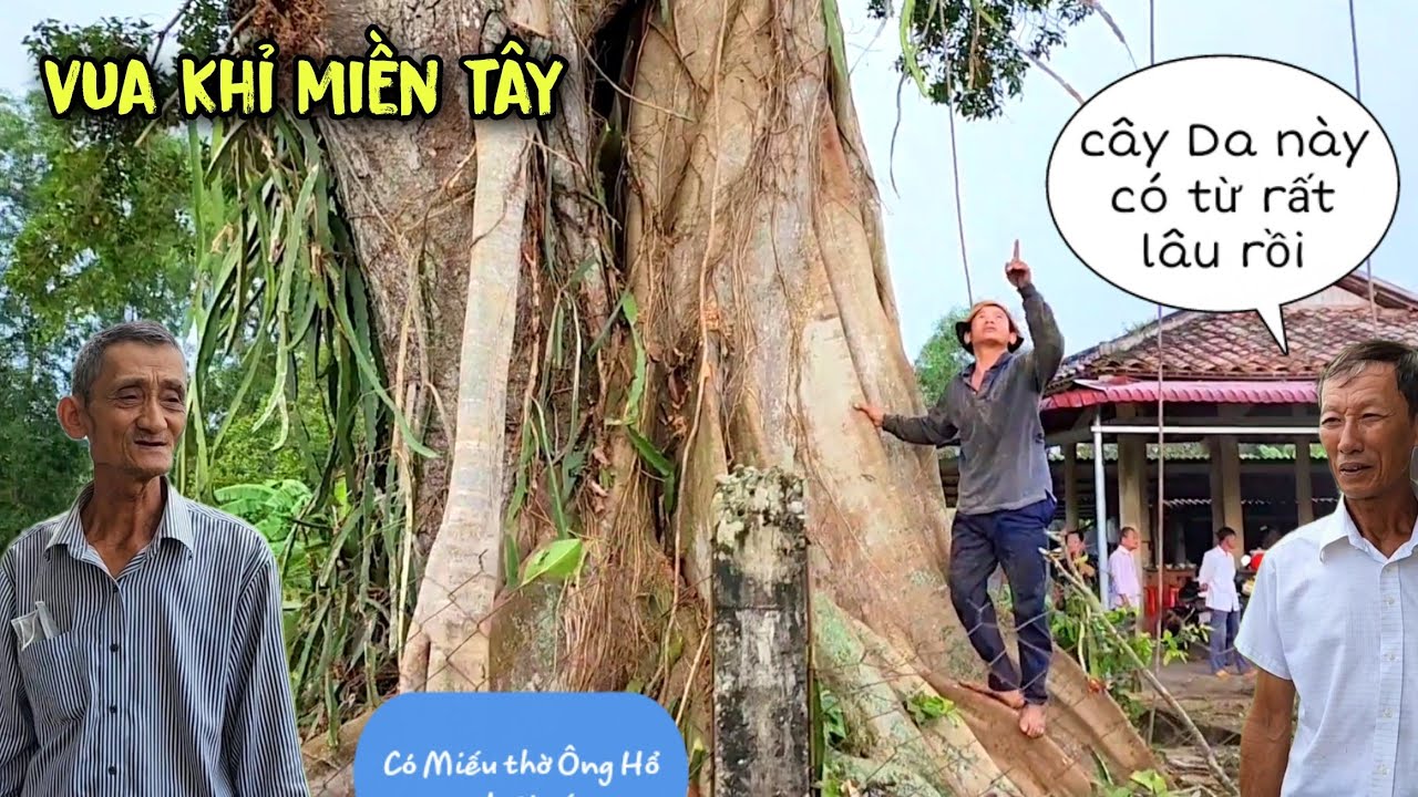 Chấn động!! Vua Khỉ có bỏ chạy khi gặp cây Da lớn nhất Long An cây mà các thợ cưa lắc đầu bỏ về