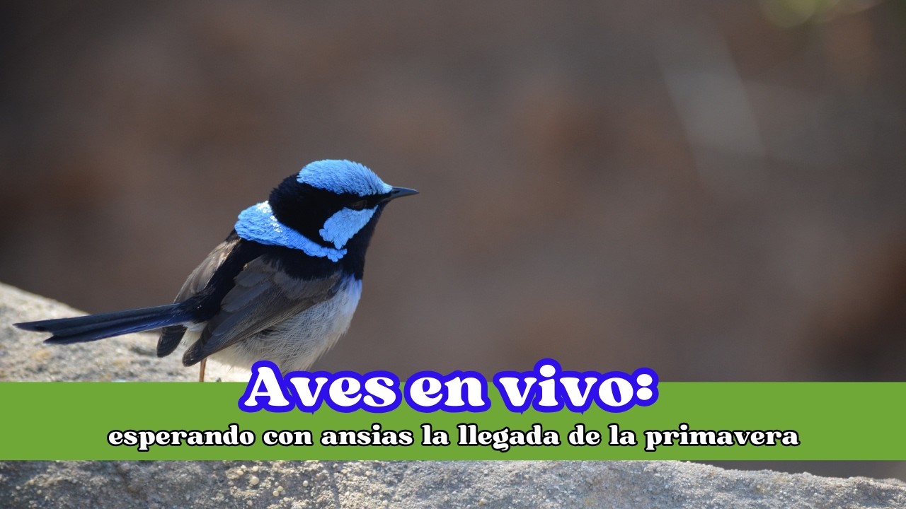 Aves en vivo: esperando con ansias la llegada de la primavera #AvesEnVivo #Primavera #Naturaleza