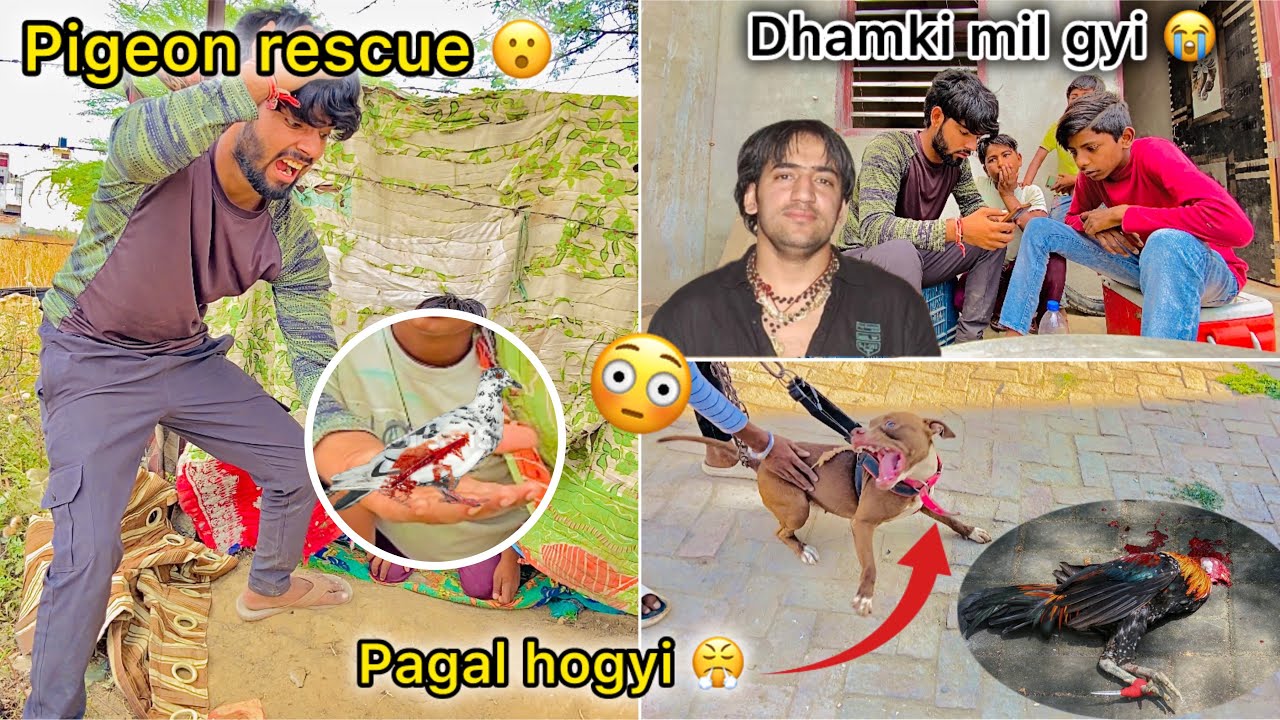 Omg 😳 Roxy ( pitbull ) attack on murgi ( Gunde se mili warning 🥺