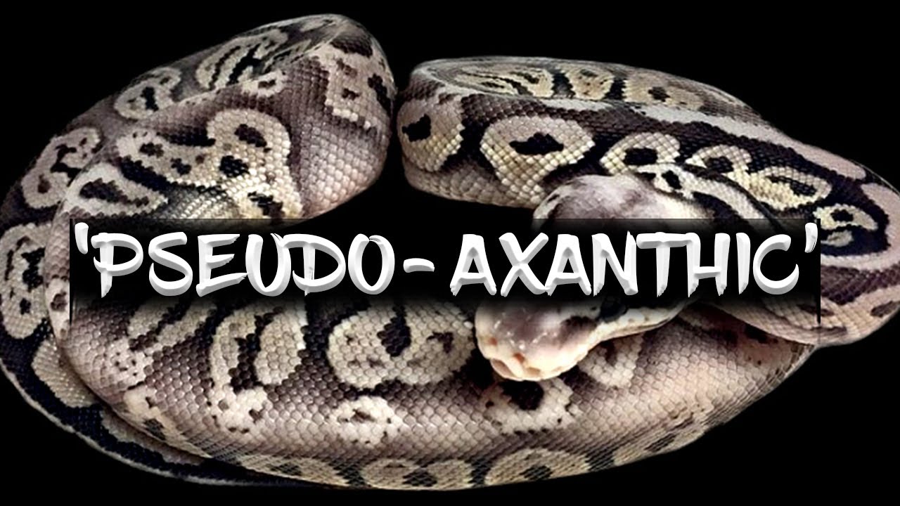 Axanthic Looking Ball Pythons that are Not Axanthics!