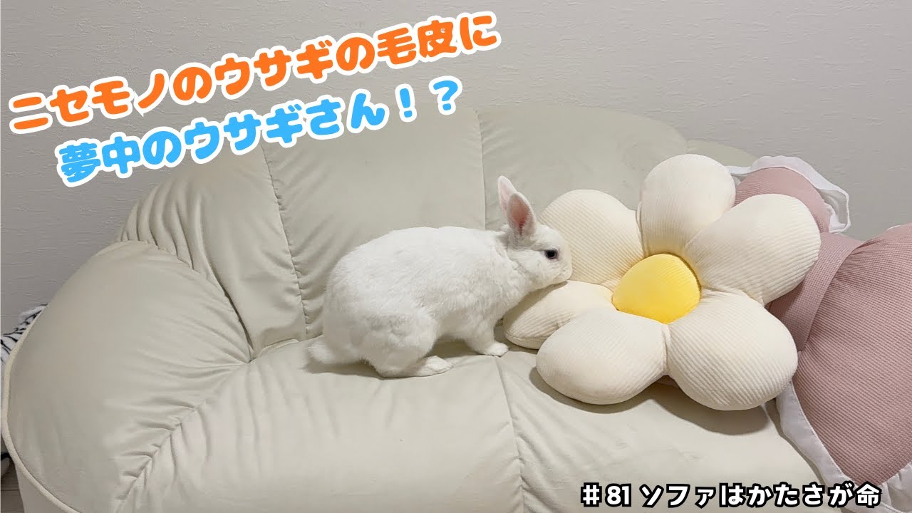 偽者のウサギの毛皮に夢中のウサギさん！？