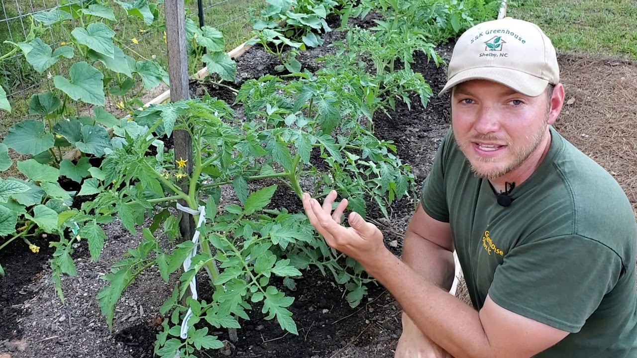 Tomato Gardening| How to prune and stake your tomato plants for optimal growth.