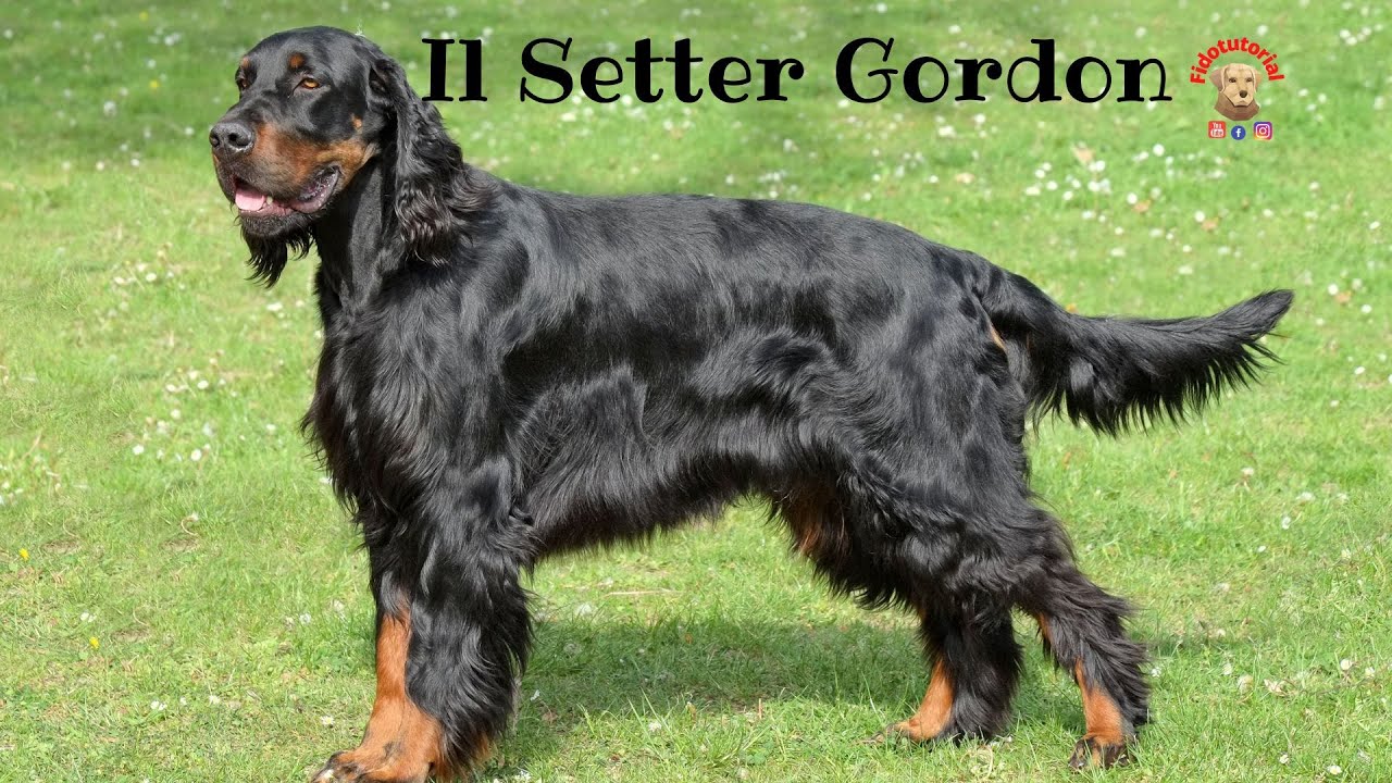 Il Gordon Setter