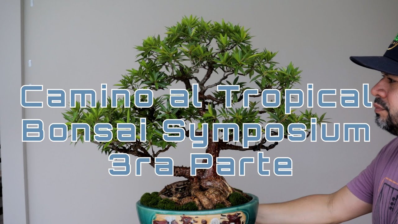 Preparando Ficus neriifolia (salicaria) para expo 3ra parte - Amabi Bonsai Tropical Puerto Rico