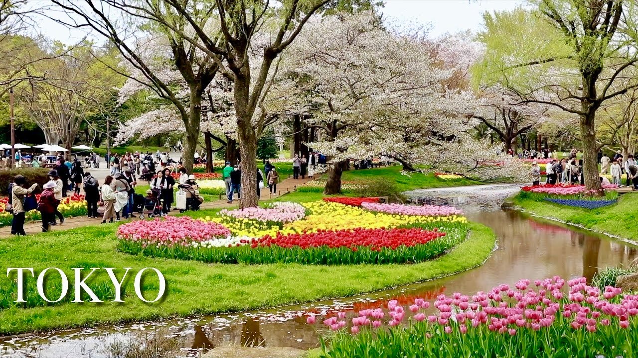 Tokyo Showa Kinen Park【国営昭和記念公園】| Top Tulip flower garden in Tokyo Japan | #explorejapan #japan #4k