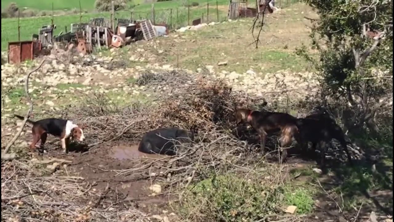 Plott Hound & Serbian Tricolor Hound 20/03/2020 | Georgiadis - Greece