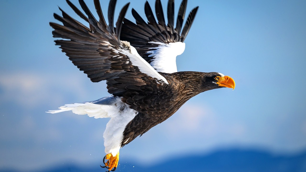 10 Hours Of Magnificent Steller's Sea Eagles Soaring And Squabbling In Japan 4K