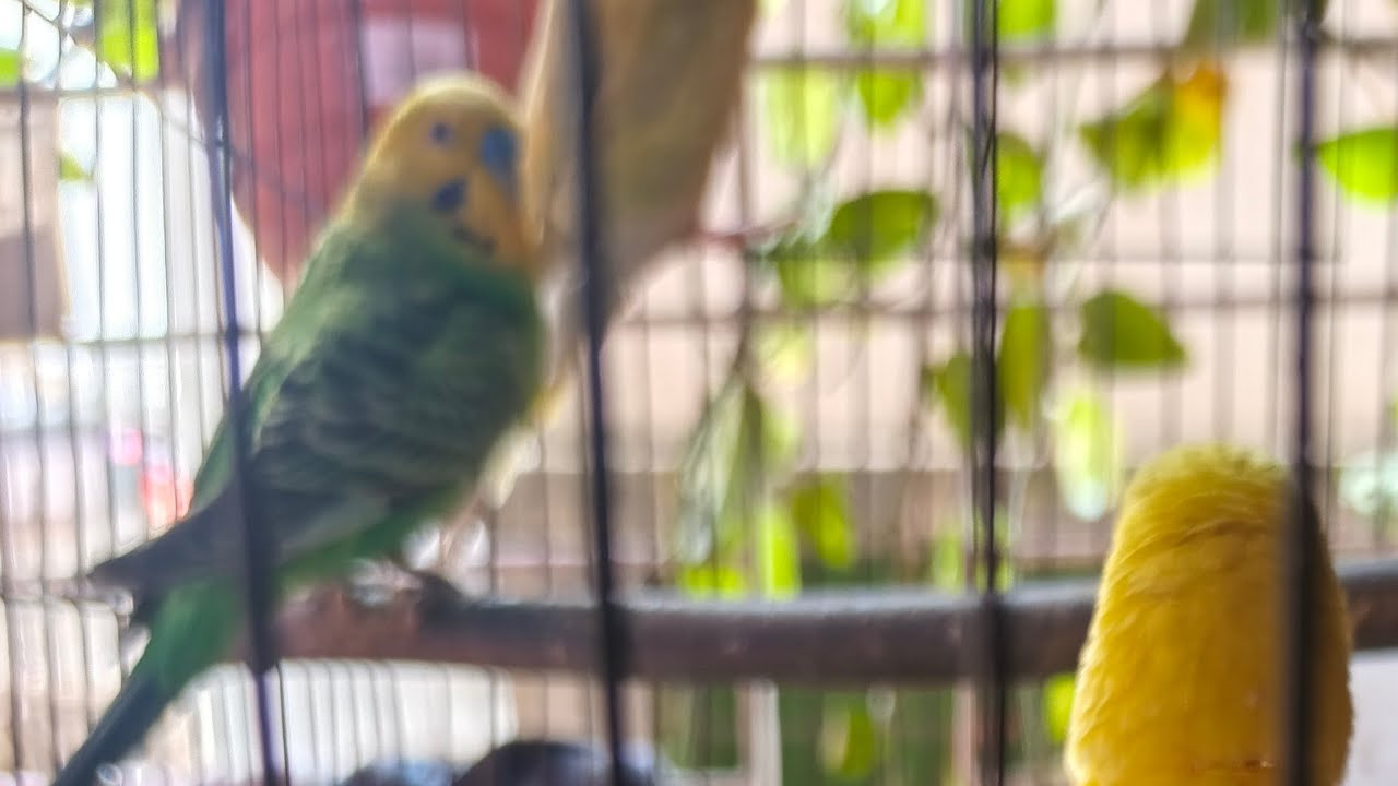৩ লাইভে আমার বাজিগার পাখিগুলো দেখুন 🐦