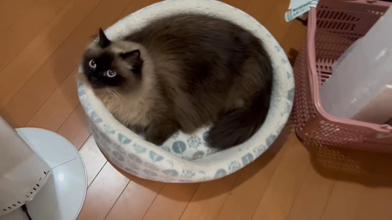 夜寝る前の移動も結構大変です。　#グリンとグランの陽だまり日記　#猫