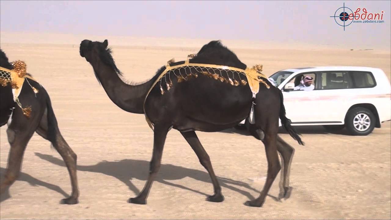 منقية / راشد بن محمد الشابل آل زبدان