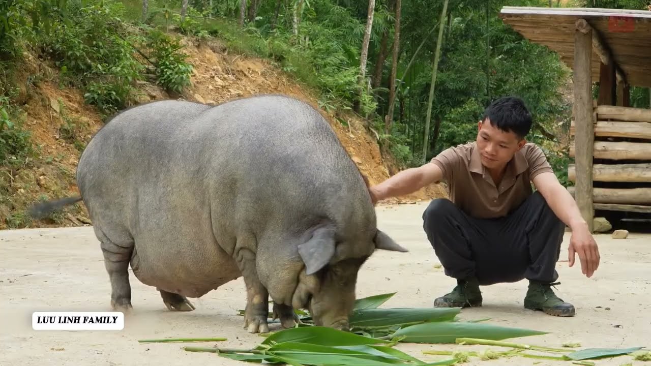 Young Man Uses Stream Rocks to Build a Giant Pond to Raise Fish and Care for a 500kg Pig