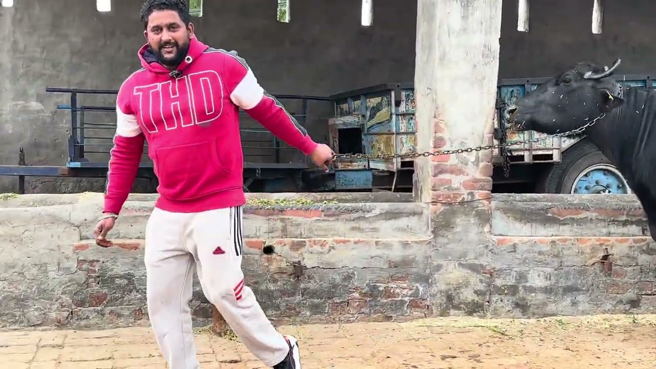 ਘਰ ਰੱਖਣ ਲਈ ਤੋਫ਼ਾ #cow #dairyfram #farming 