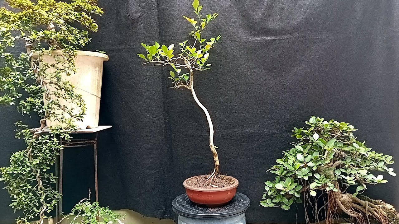 CARA MEMBUAT BONSAI BUNJIN 